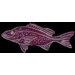 FISH PINS RED SNAPPER FISH PIN